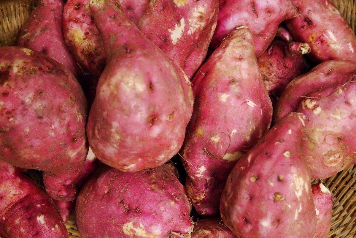 粉條加工設(shè)備