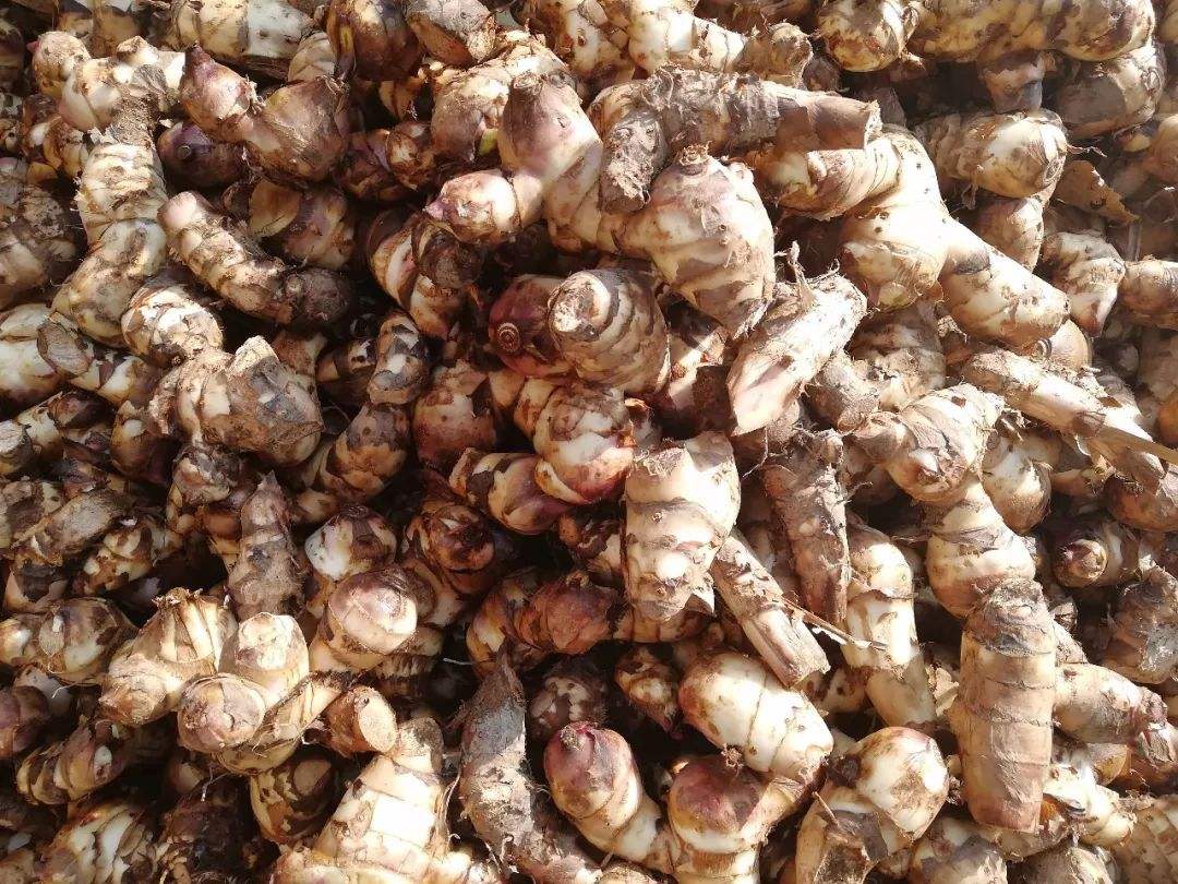 實用型芭蕉芋淀粉生產(chǎn)線