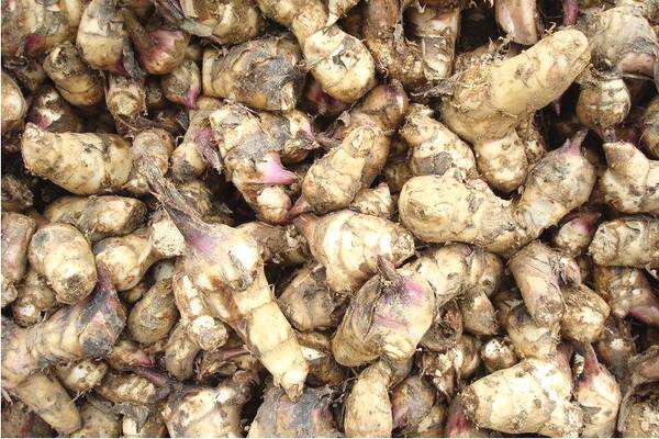 經(jīng)濟(jì)型芭蕉芋淀粉加工設(shè)備