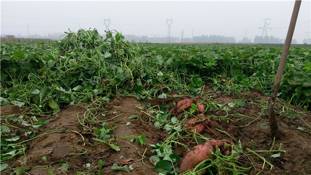 高溫多雨季節(jié)，紅薯種植怎樣才能高產(chǎn)？生長(zhǎng)中期一定做好這5點(diǎn)