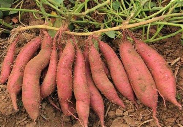 高溫多雨季節(jié)，紅薯種植怎樣才能高產(chǎn)？生長(zhǎng)中期一定做好這5點(diǎn)