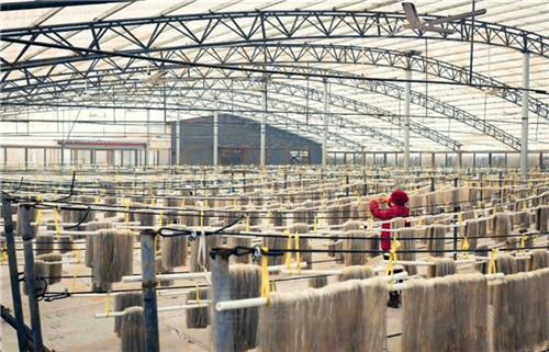 開辦一家紅薯粉絲粉條加工廠我們需要準(zhǔn)備些什么？